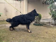 German Shepherd for sale