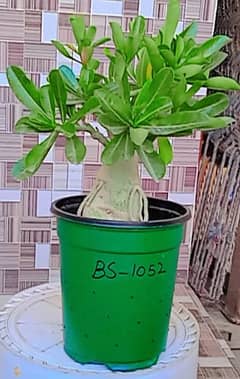 Adenium Bonsai Plant for sale