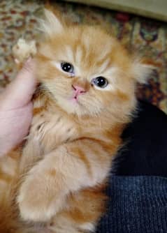 PERSIAN KITTEN FEMALE