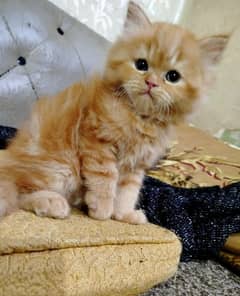 PERSIAN KITTEN FEMALE