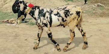 Desi bakra Urgent For Sale Call me