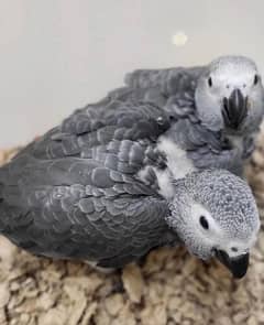 African grey parrot cheeks for sale 03378603189