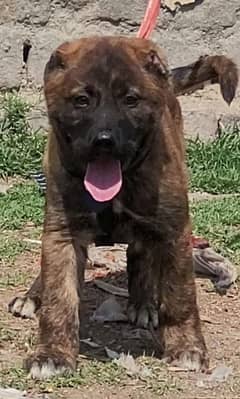 Kurdish Kangal security dog 3 manth male for sale heavy bone