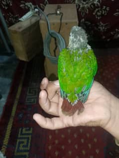 green chick conure