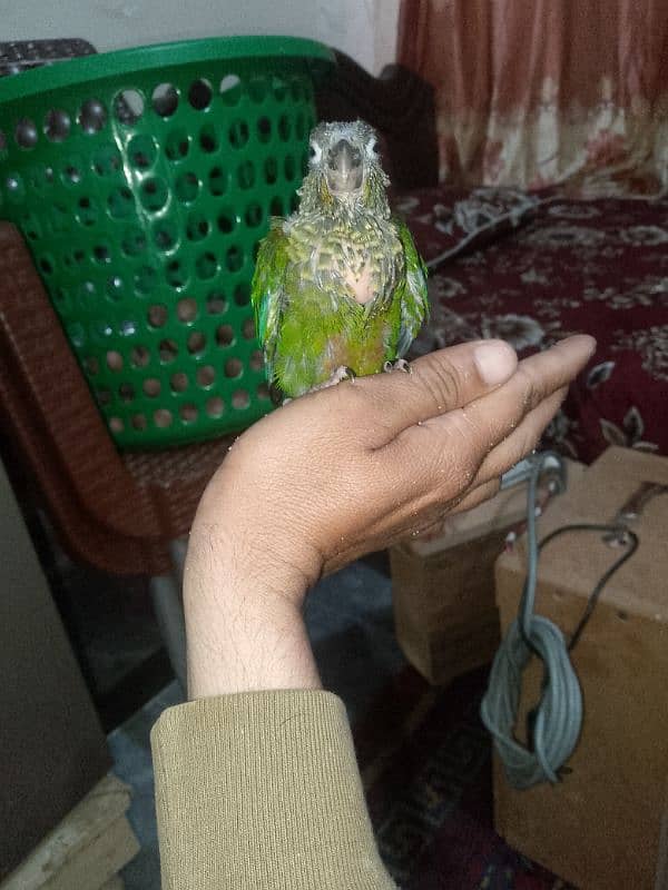 green chick conure 1