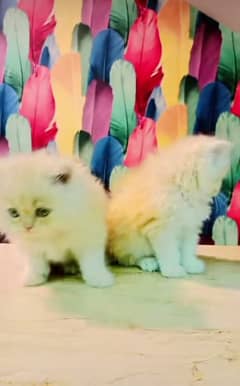 Persian triple coated punch face kittens03463649736 WhatsApp