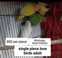 Love Birds Breeder Pair | Blue Mask | Albino | Peach Face