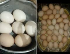 DESI EGGS