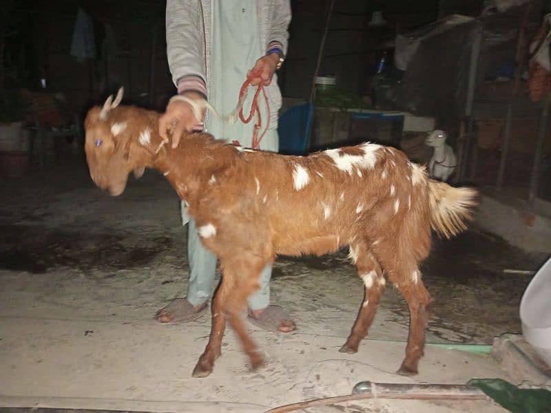 Female Young Goat 2