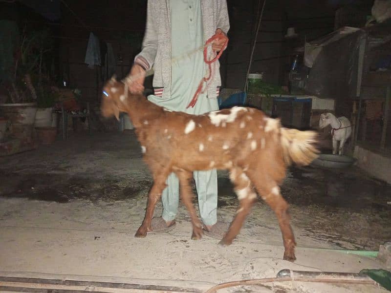 Female Young Goat 3