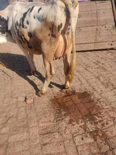 fresion cross cow/ Frizan cow for sale