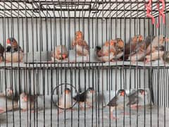 finch, silver pied, red pied blue pied