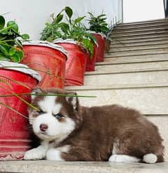 Alaskan Husky Puppy Pair For Sale