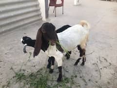 Khobsurat Bakra For sale In Karachi