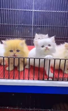 Persian triple coated punch face kittens03463649736 WhatsApp