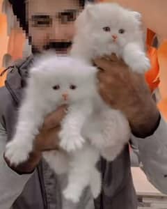 Persian triple coated punch face kittens03463649736 WhatsApp