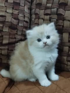 Male Persian Triple Coated Kitten - Cat