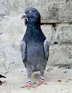 Pigeon