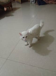 selling a percian cat