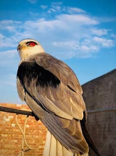 Black Shoulderkite healthy and active