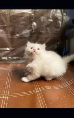 Persian kitten