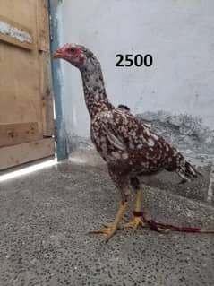 Aseel & Desi Hens For Sale