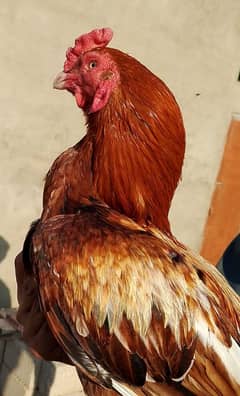 Aseel mianwali breeder murgha small beak