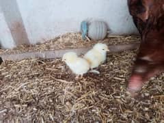 aseel kruck murgi for sale with chicks