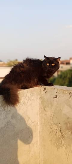 Persian triple coated male  03247627801