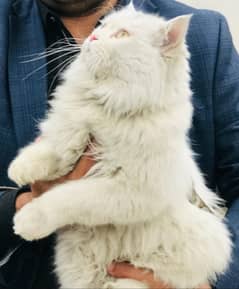 pure white persian male cat tripple coated with vaccinated.