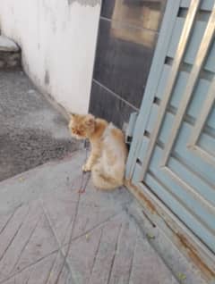 Male cat for sale WhatsApp NUM 03065552120