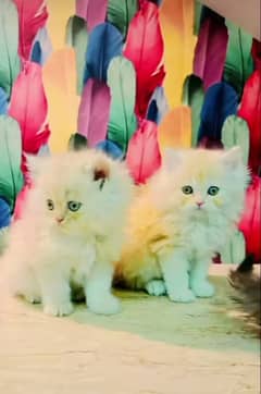 Persian triple coated punch face kittens03463649736 WhatsApp