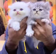 Persian triple coated punch face kittens03463649736 WhatsApp