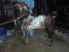 Heavyweight qurbani goats - Active and well fed