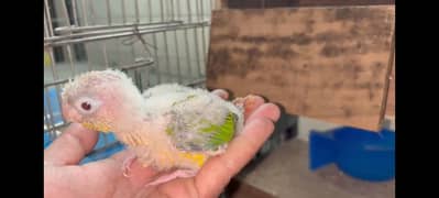 Pineapple conure chicks split blue