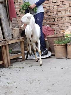 White female goat rajanpuri for sale 1.5 month pregnant