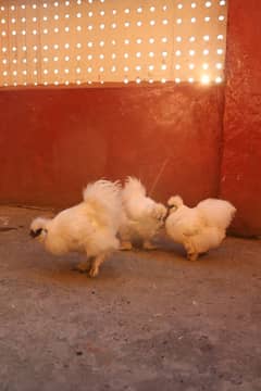 golden sebright or silkie breeder