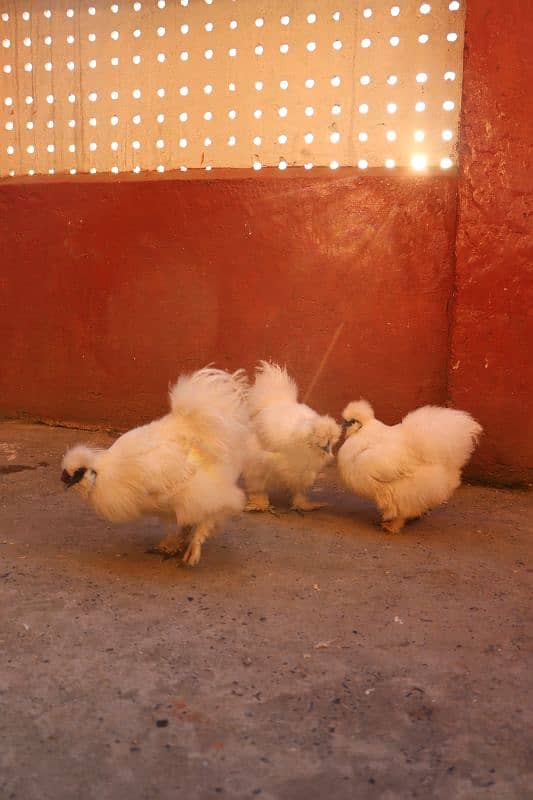 golden sebright or silkie breeder 0