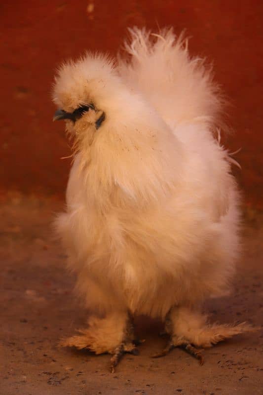 golden sebright or silkie breeder 1