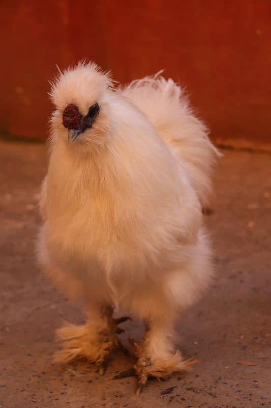 golden sebright or silkie breeder 3