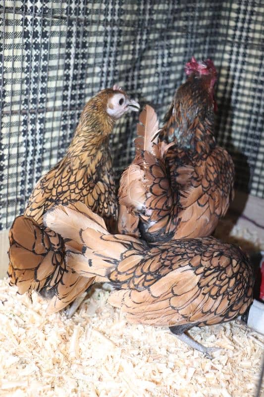 golden sebright or silkie breeder 7