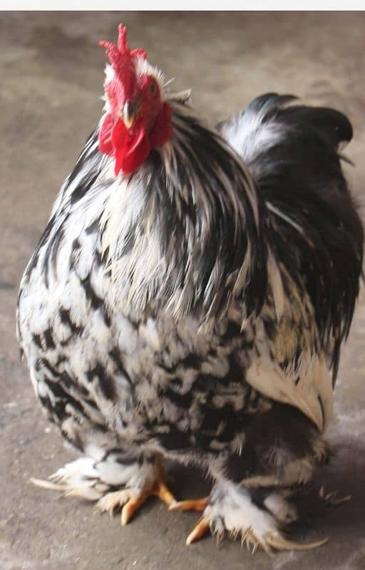 golden sebright or silkie breeder 10