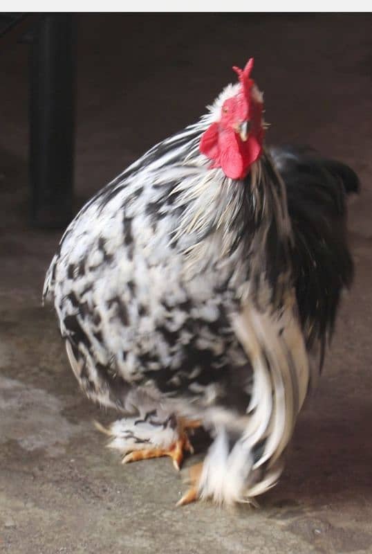 golden sebright or silkie breeder 11