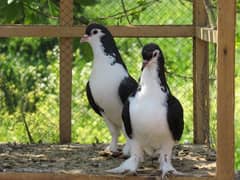 sherazi and other breeds healthy and active pigeon