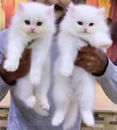 Persian triple coated punch face kittens03463649736 WhatsApp