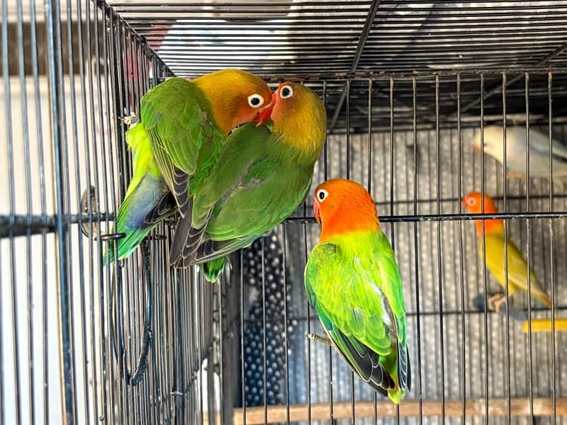 lovebirds for sale 0