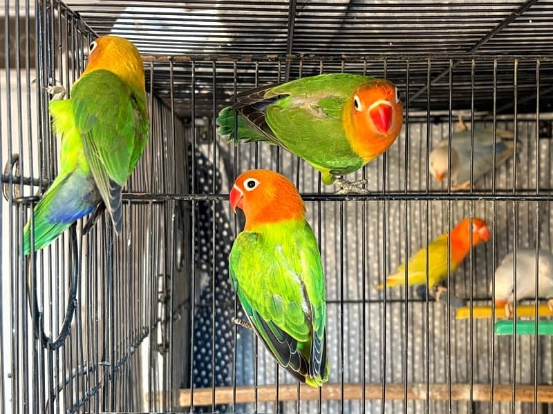 lovebirds for sale 1