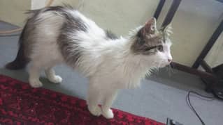 Male Persian Cat 7 Months old