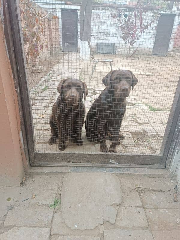 chocolate Labrador 0