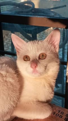 pair of white persian double coat cats